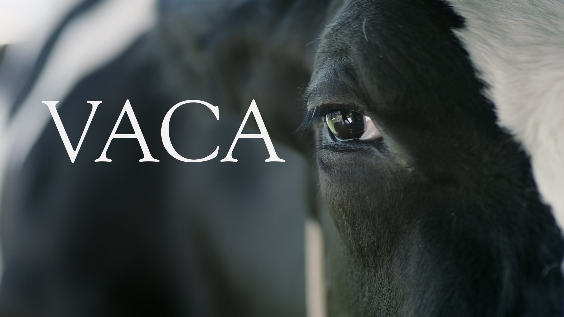 Foto de VACA