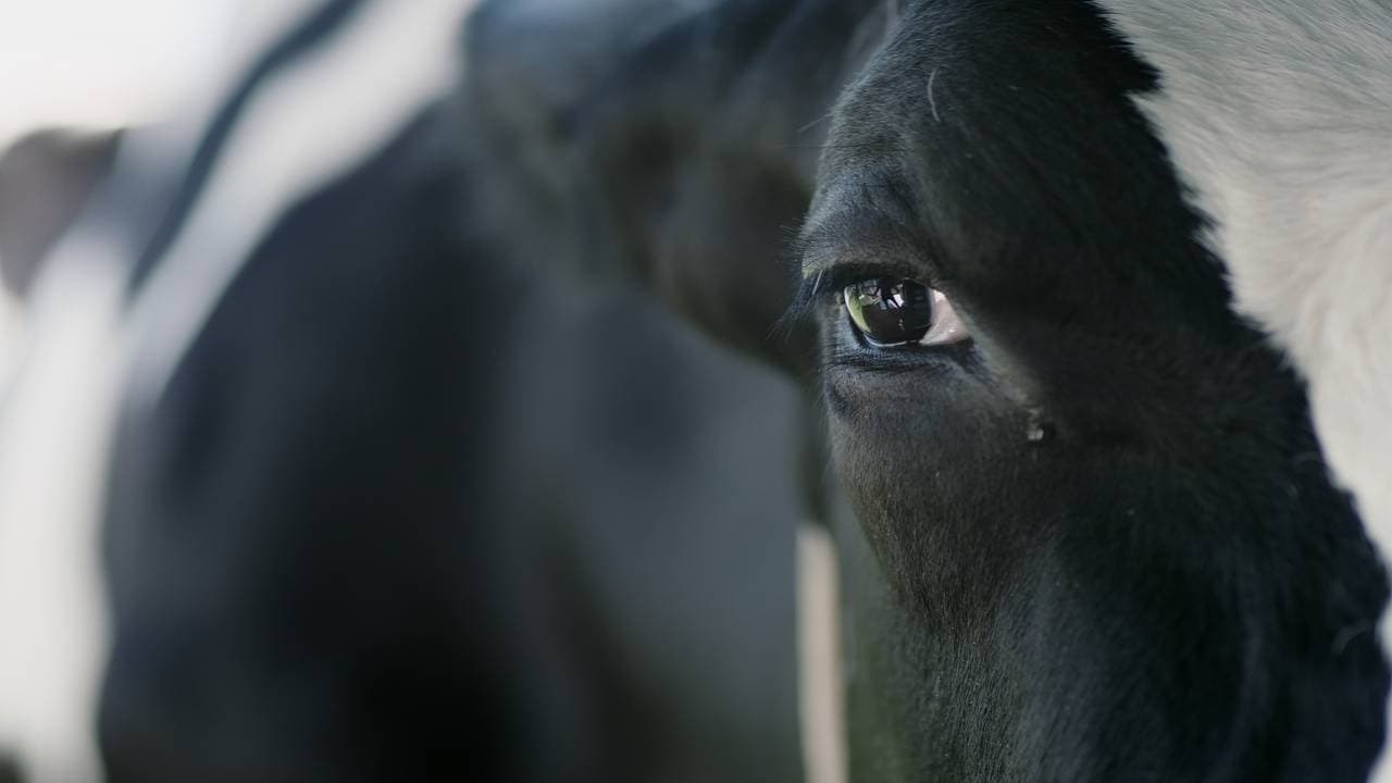 Foto de VACA