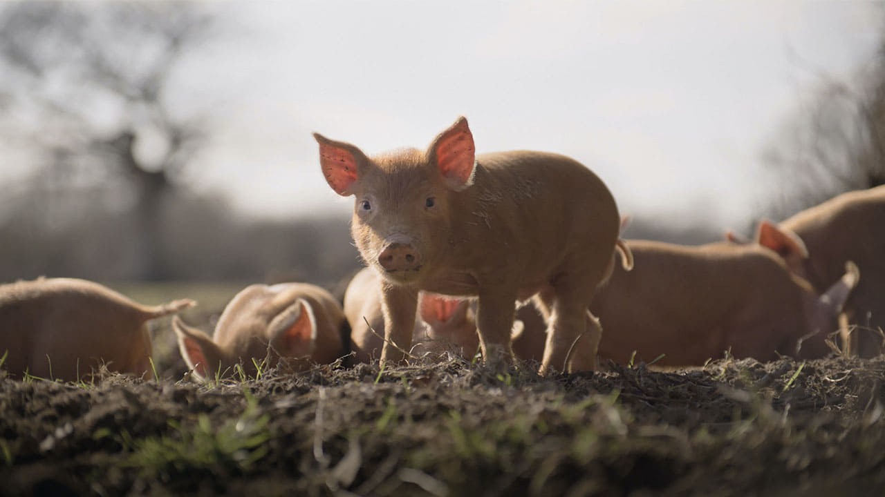 Foto de WILDING, EL REGRESO DE LA NATURALEZA