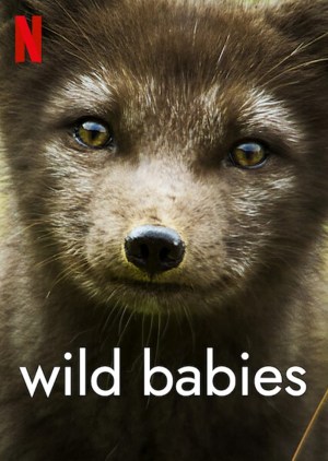 Animales bebés