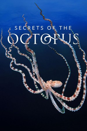 Los secretos de los pulpos