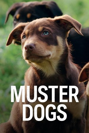 Muster Dogs Muster Dogs