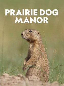 La casa de los perritos de la pradera