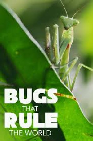 Bugs That Rule the World