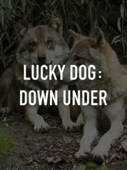 Lucky Dog: Down Under