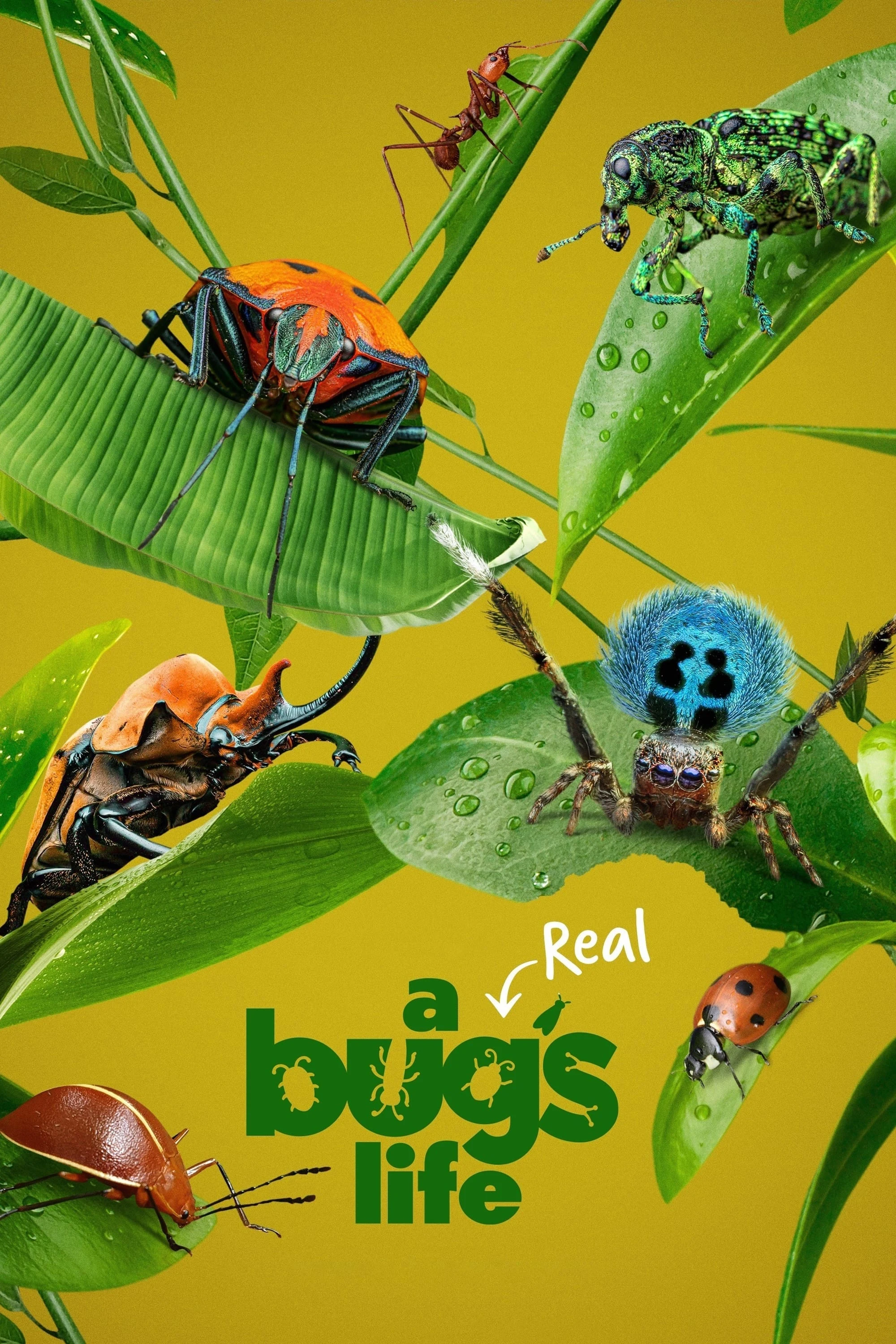 Poster  de A Real Bug's Life en inglés
