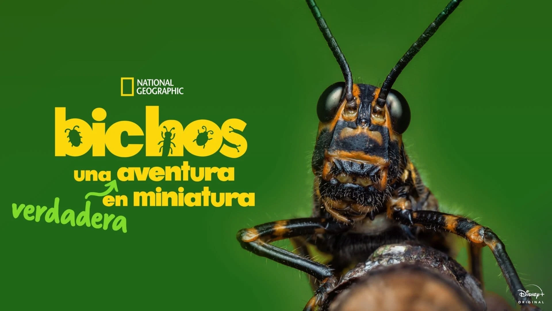 Foto de A Real Bug's Life