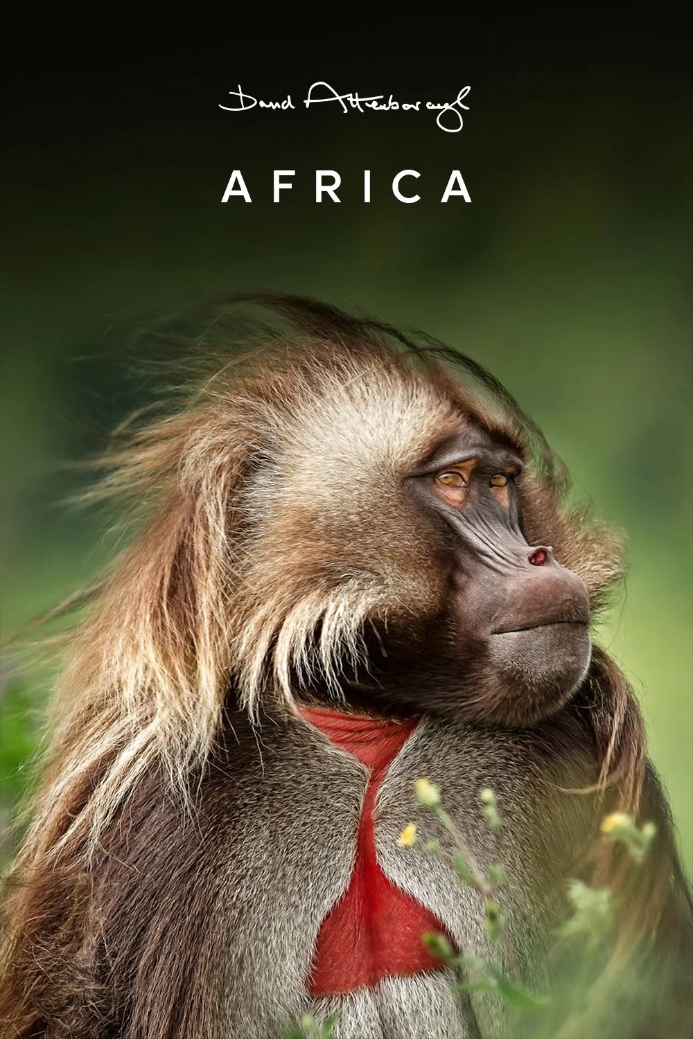 Poster  de Africa en inglés