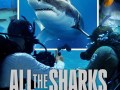 Foto de All the Sharks