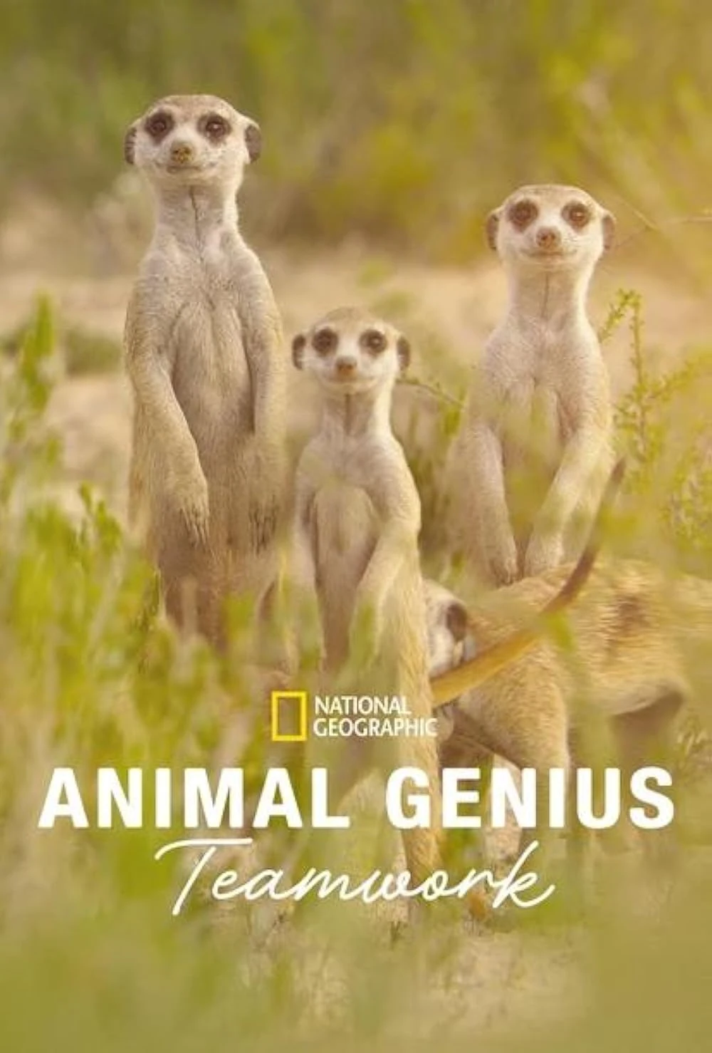 Poster  de Animal Genius
