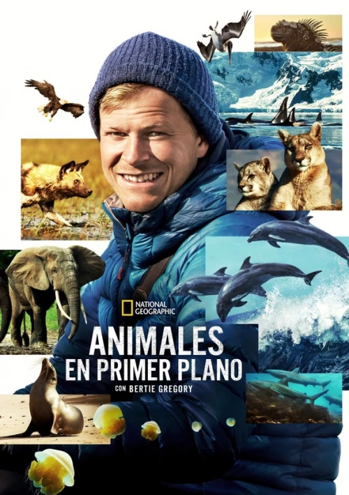 Poster  de la temporada 1 de Animales en primer plano con Bertie Gregory