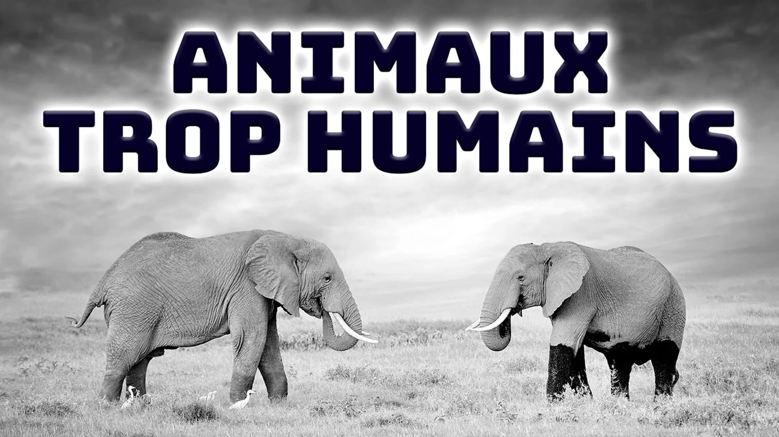 Foto de Animals Like Us