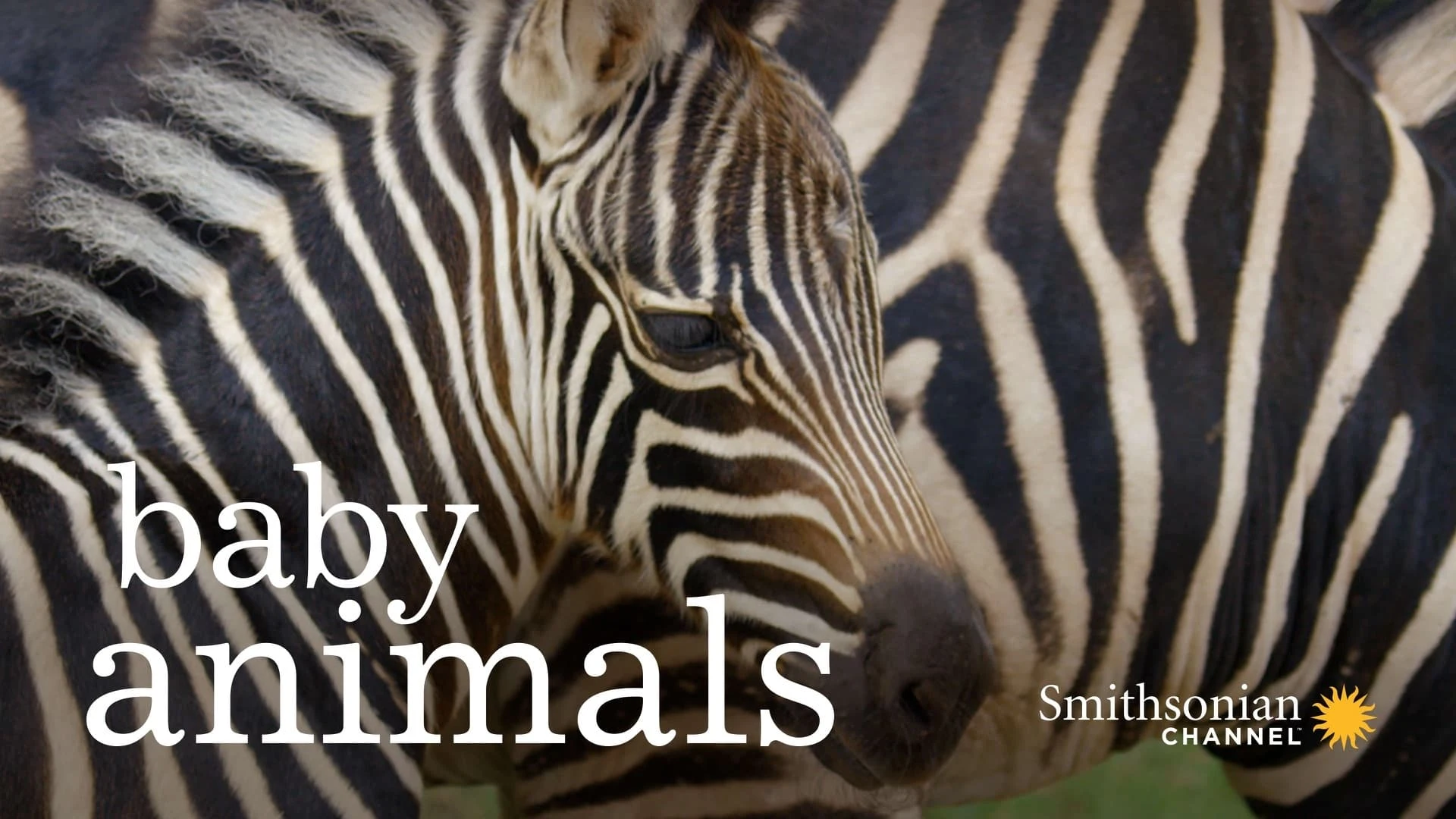 Foto de Baby Animals