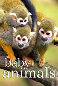 Serie Baby Animals