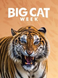Serie Big Cat Week
