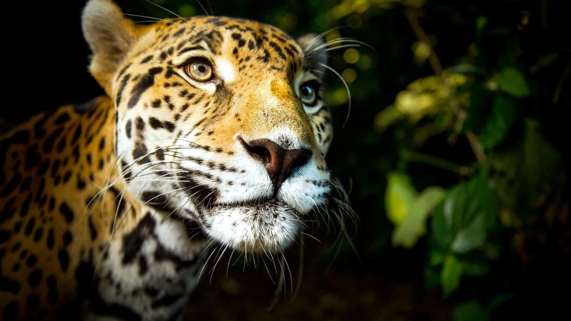 Foto de Big Cats