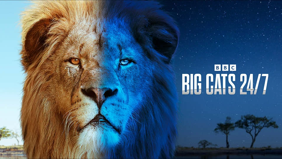 Foto de Big Cats 24/7