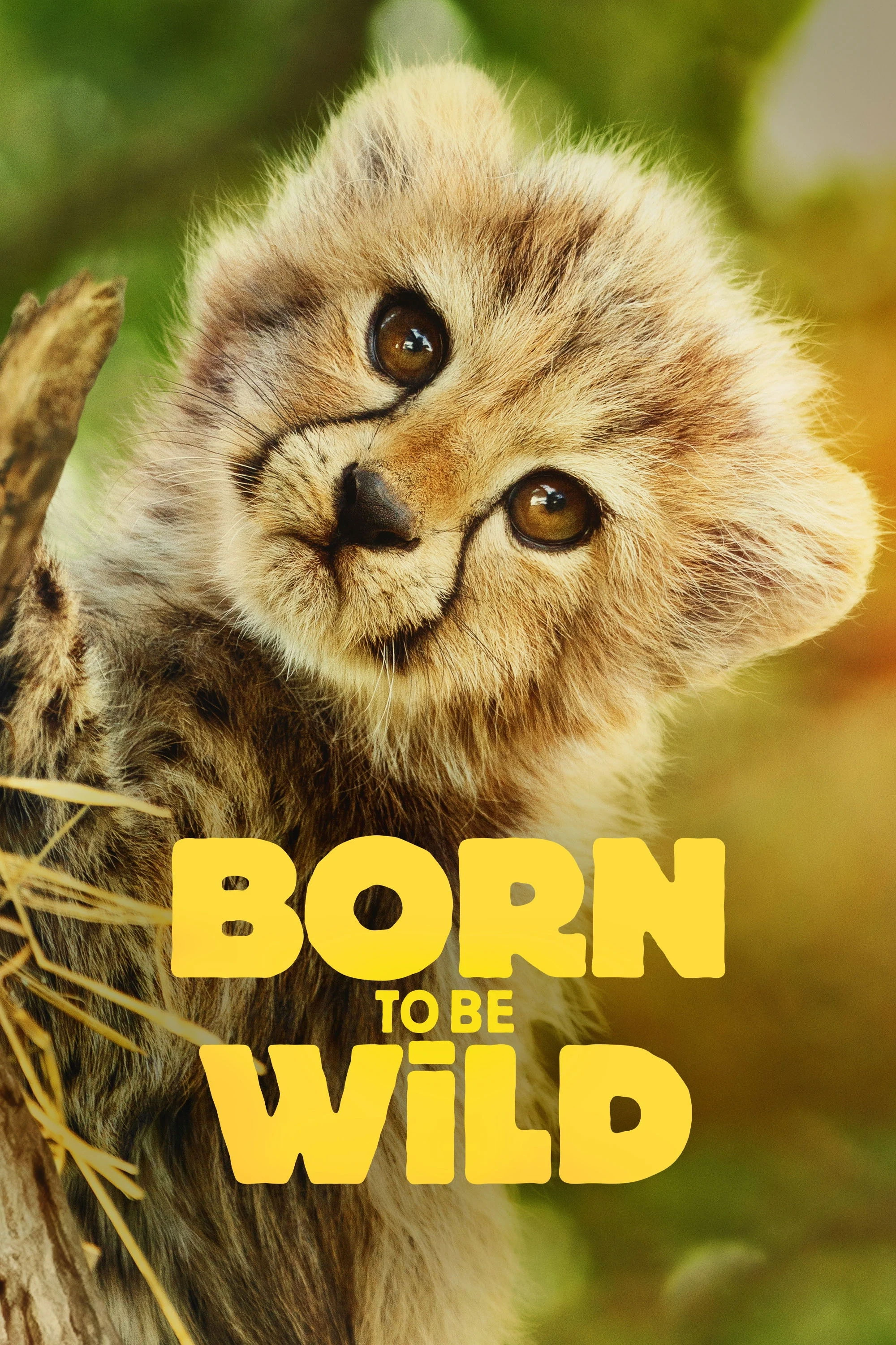 Poster  de Born to Be Wild en inglés