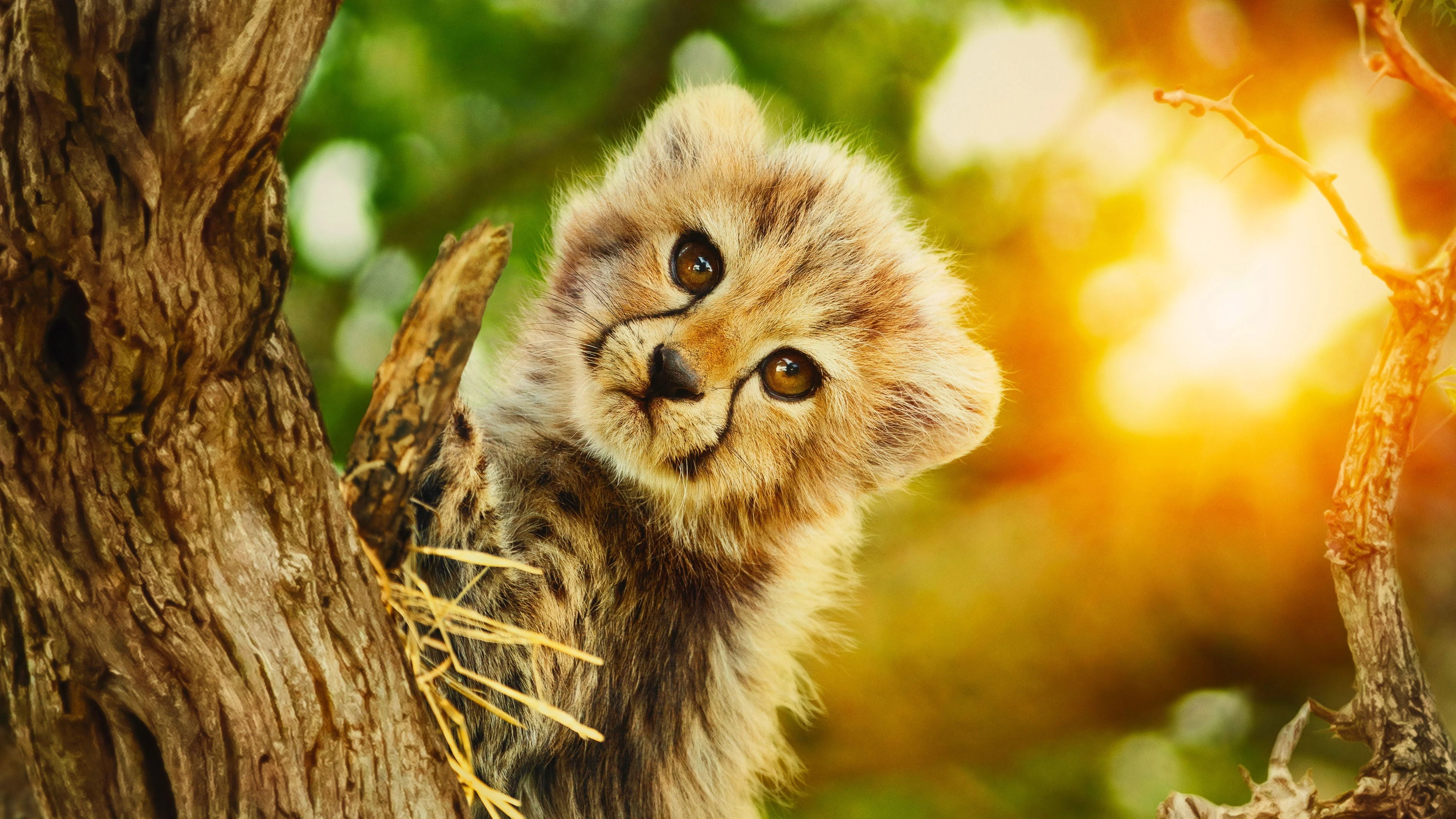 Foto de Born to Be Wild