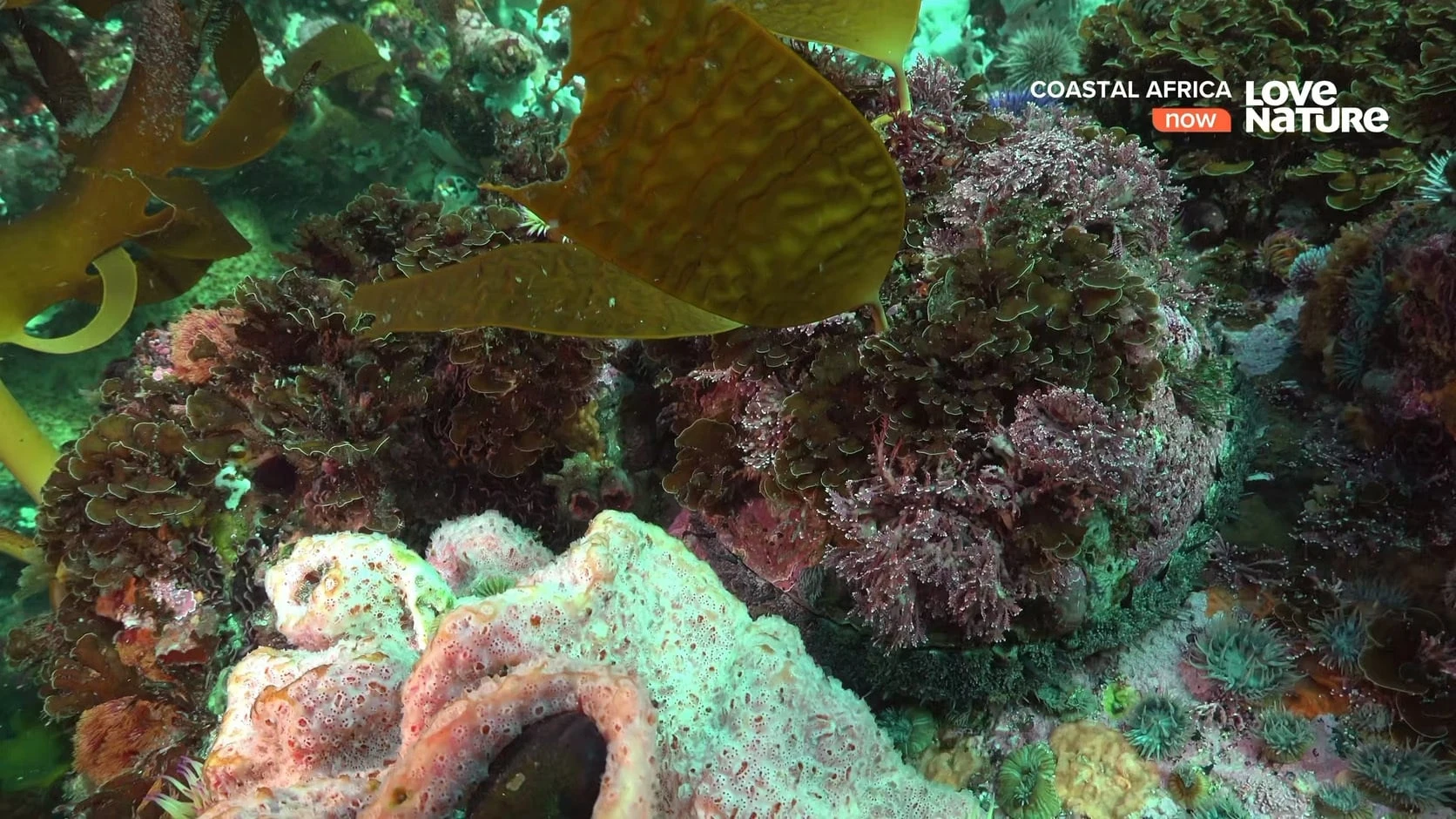 Foto de Coastal Africa