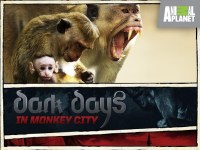 Serie Dark Days in Monkey City