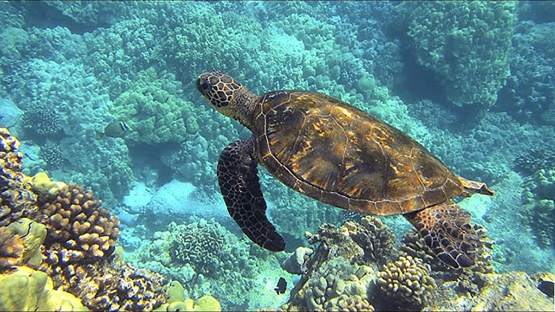 Foto de Deep Dive...