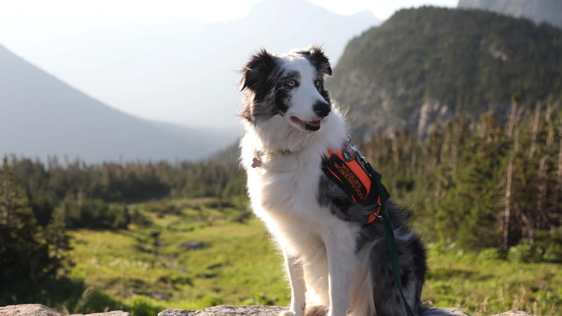 Foto de Dogs with Extraordinary Jobs