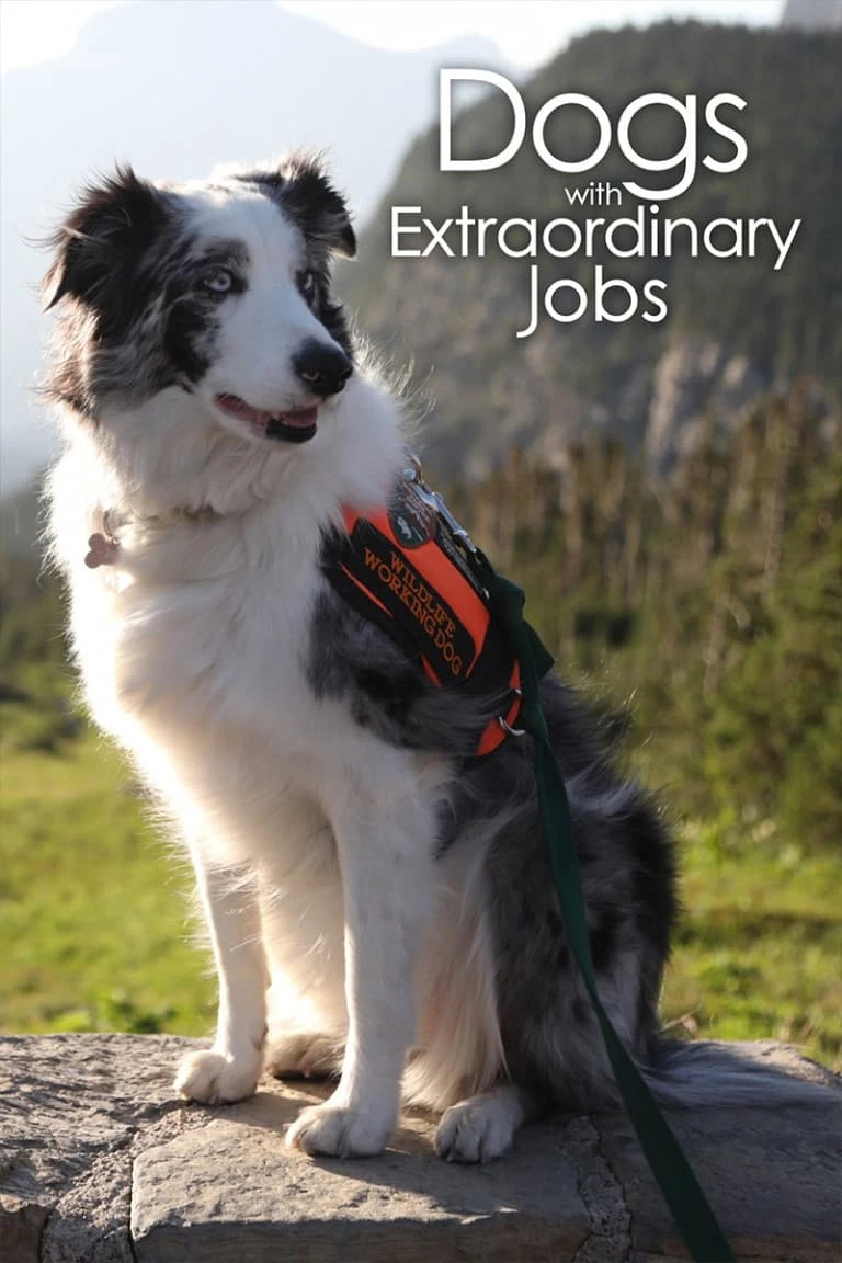 Poster  de Dogs with Extraordinary Jobs