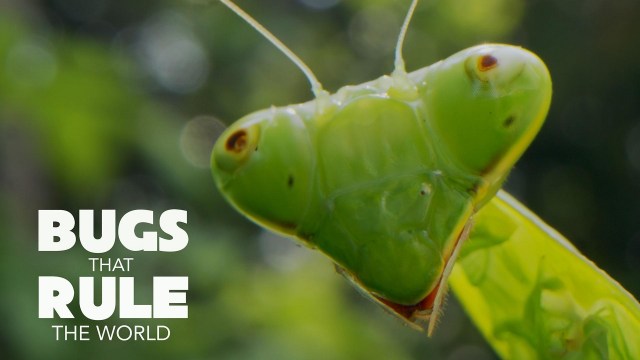 Bugs That Rule the World