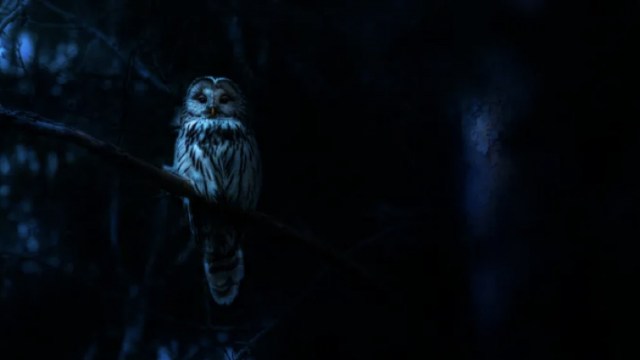 Naturaleza de pesadilla