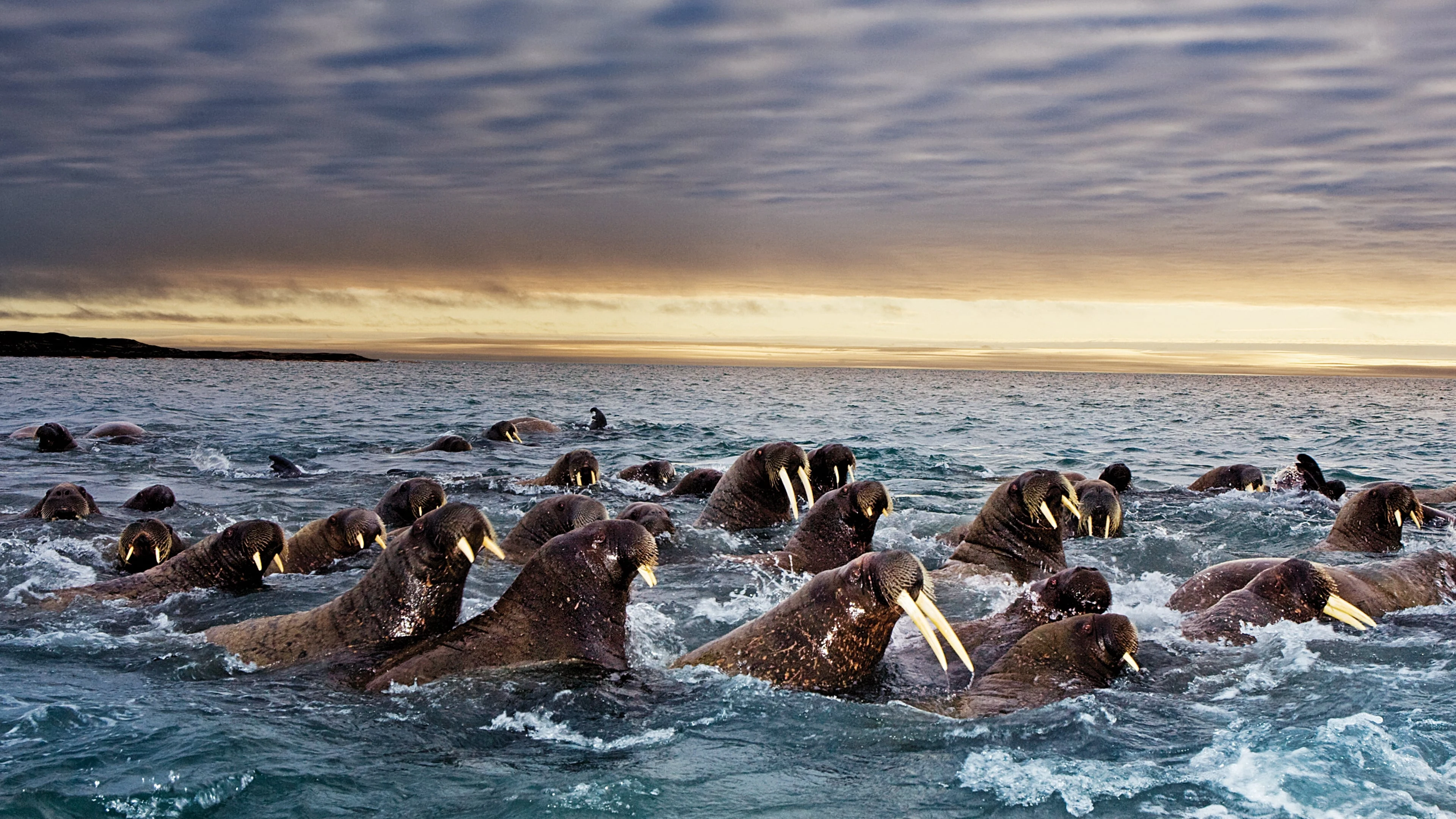 Foto de Great Migrations
