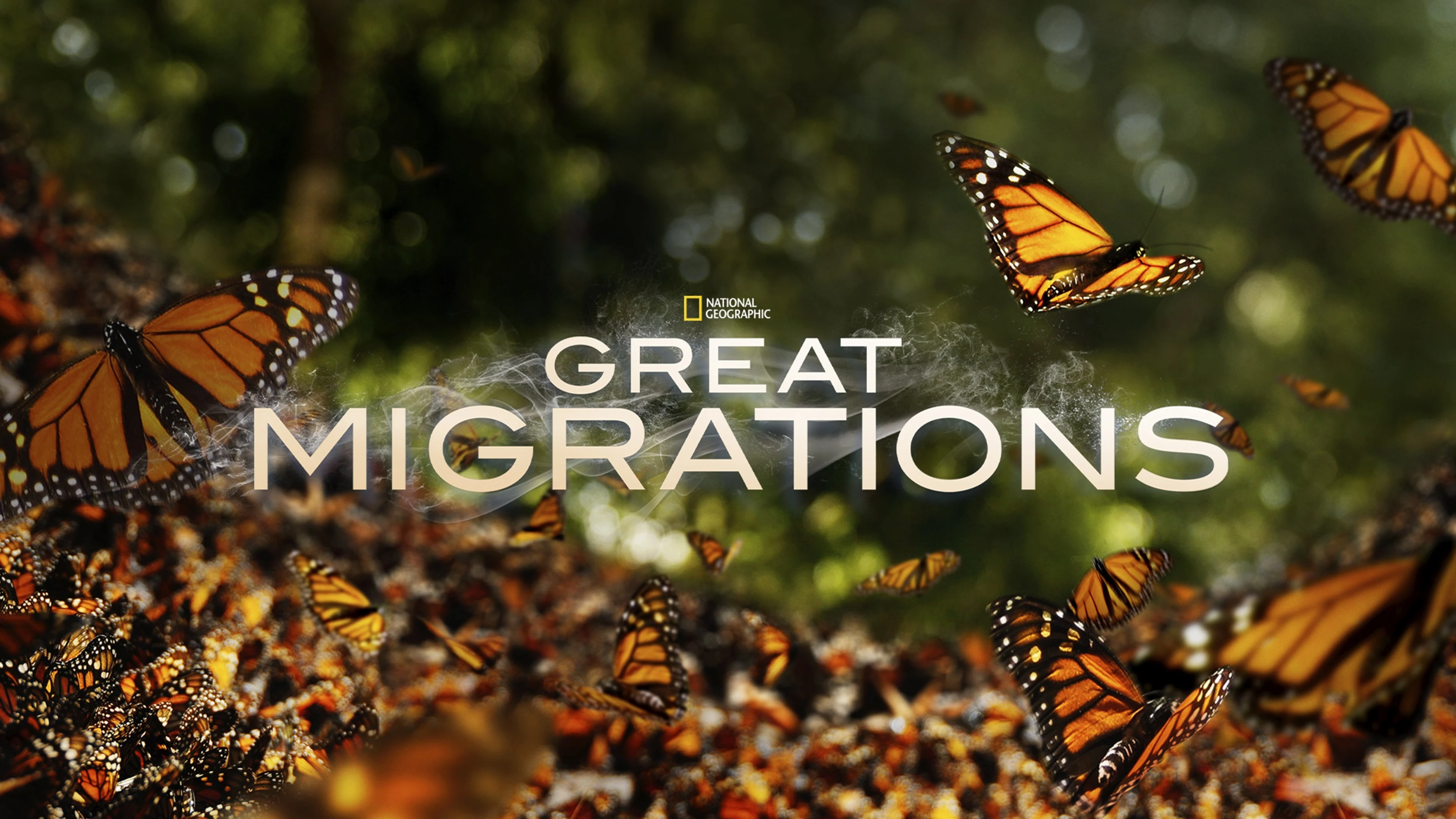 Foto de Great Migrations