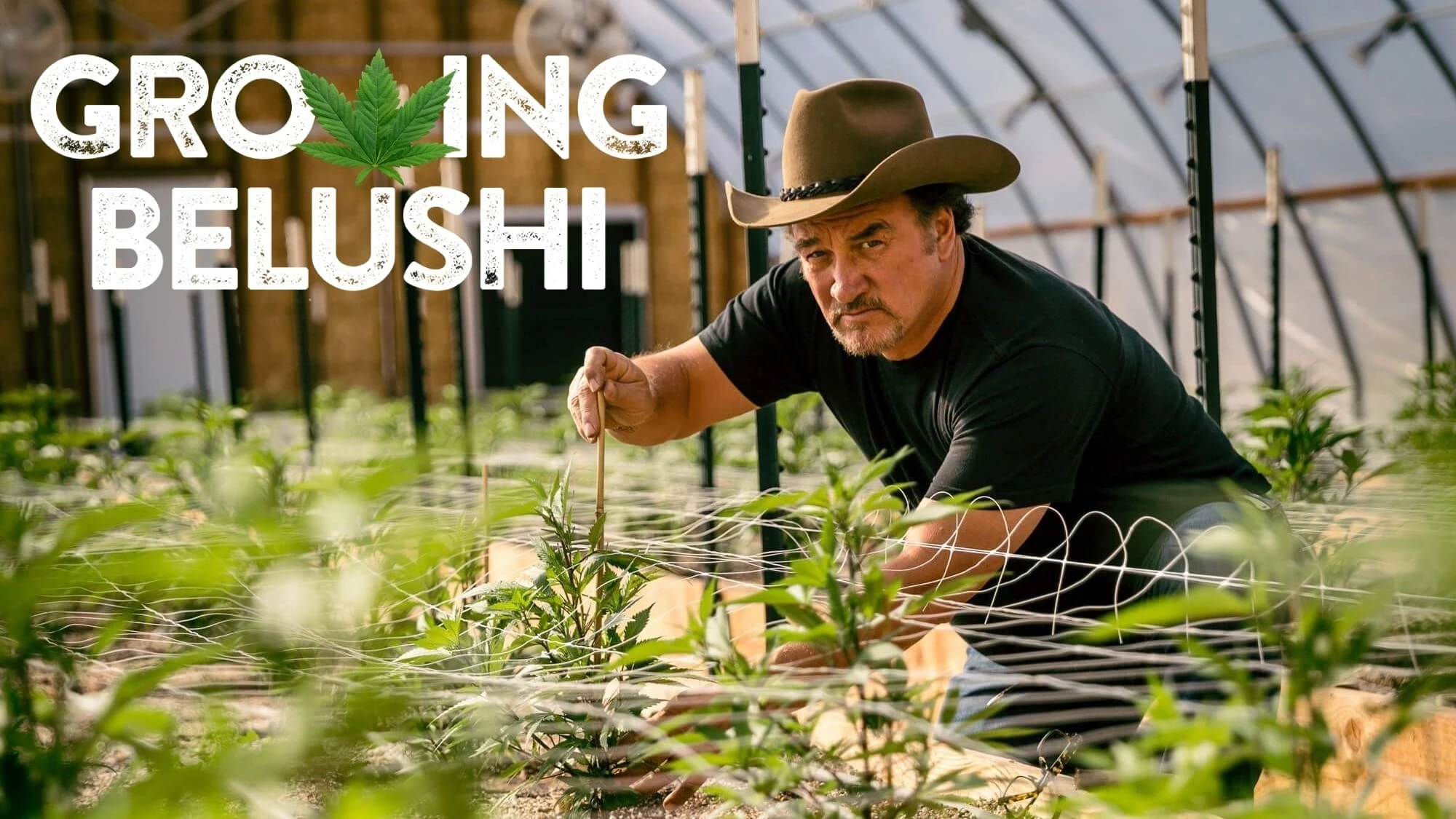 Foto de Growing Belushi