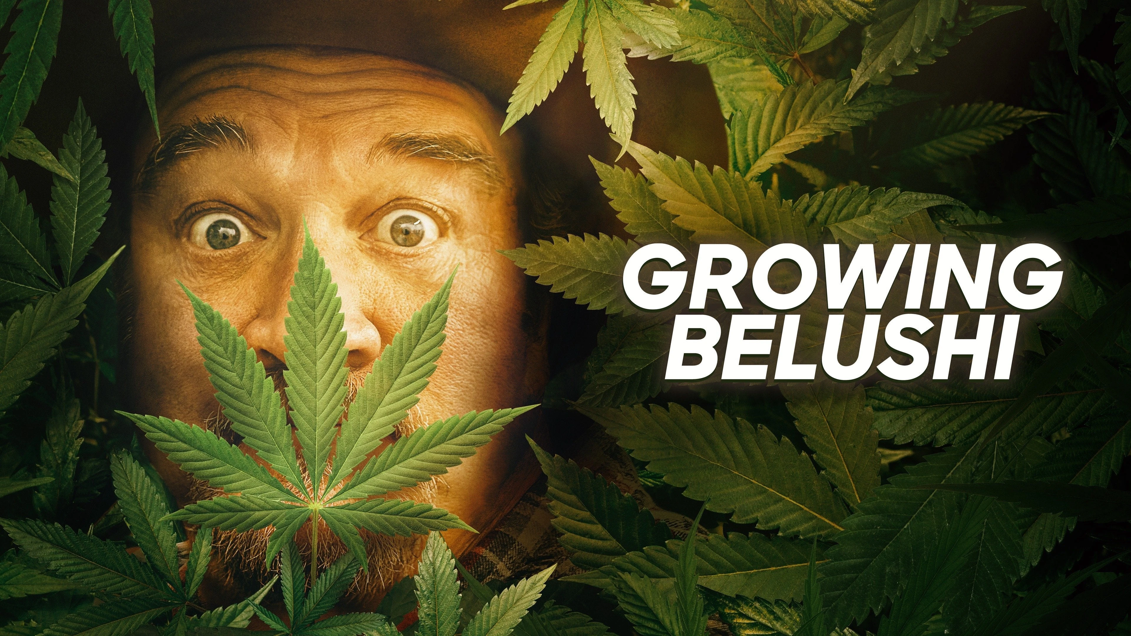 Foto de Growing Belushi