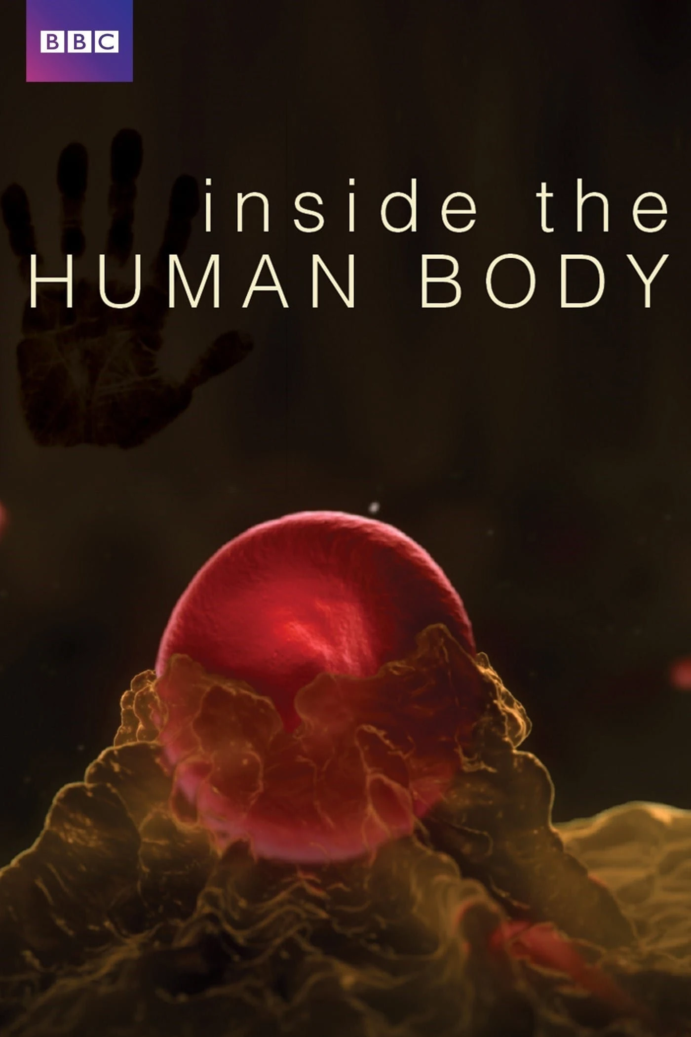 Poster  de Inside the Human Body en inglés