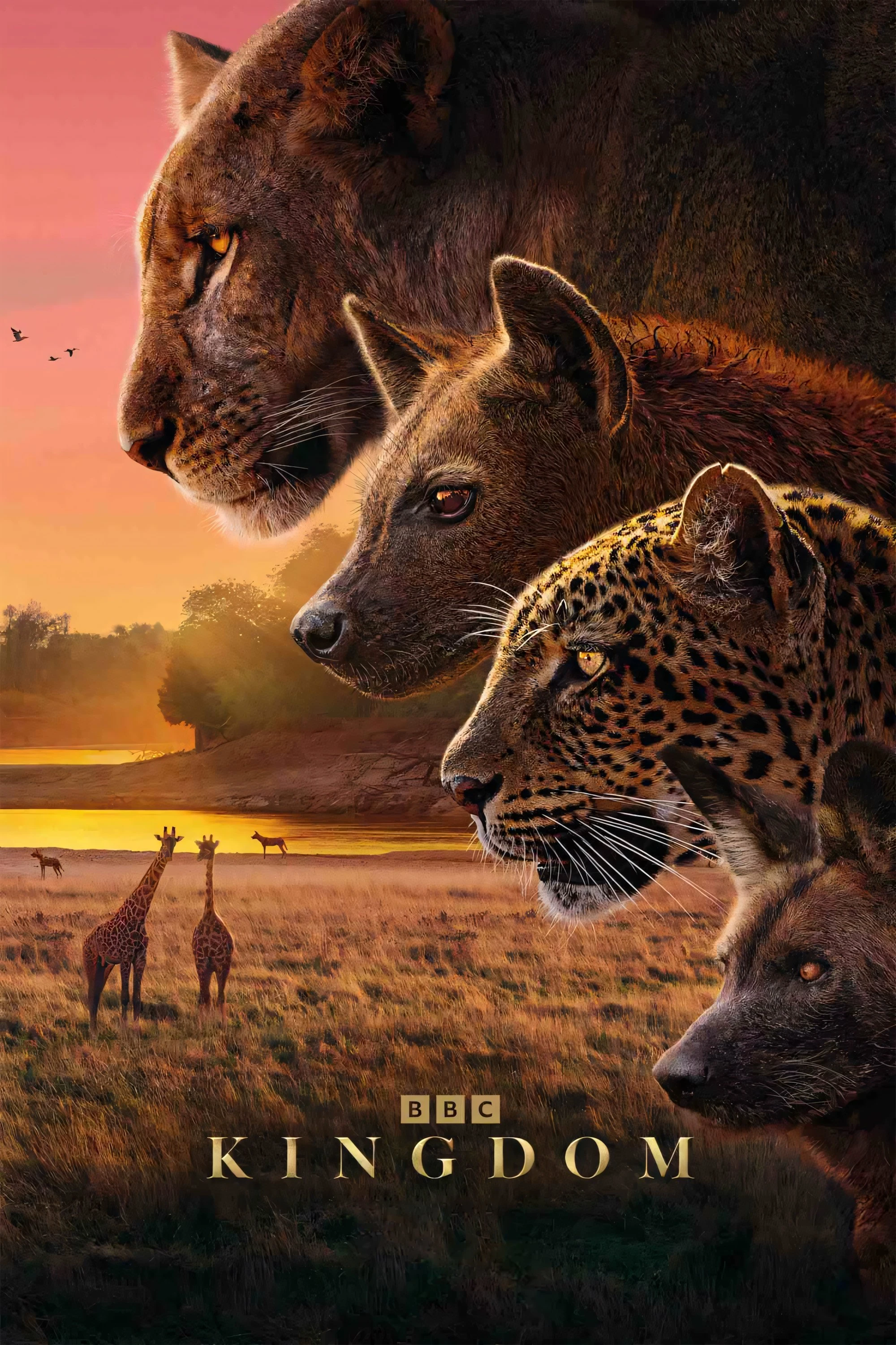 Poster  de Kingdom en inglés