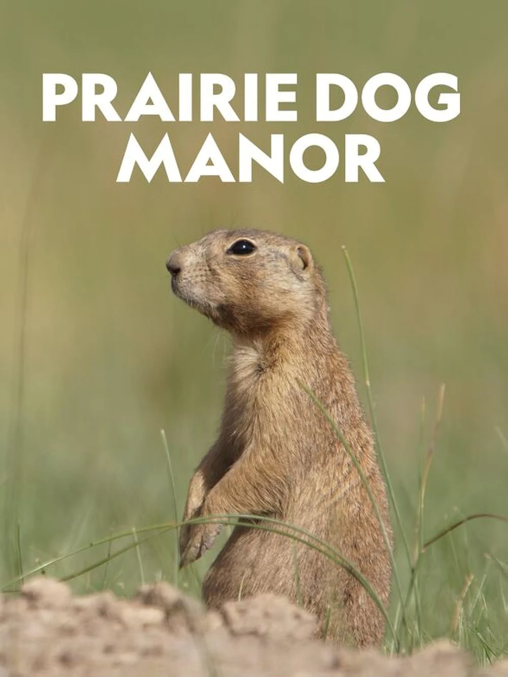 Poster  de Prairie Dog Manor