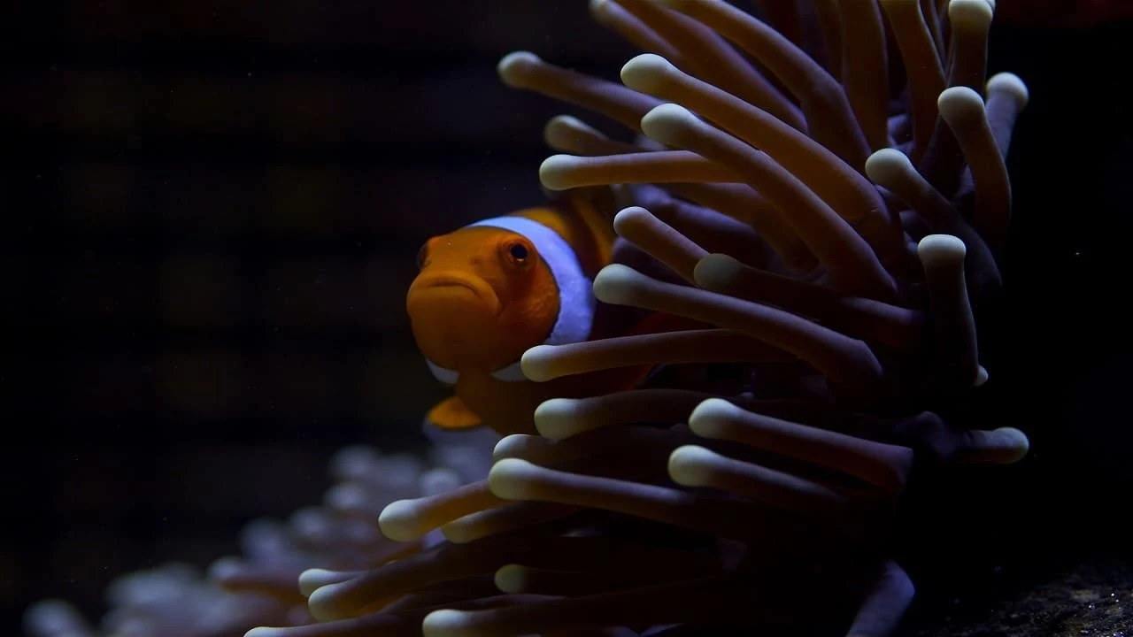 Foto de Great Barrier Reef