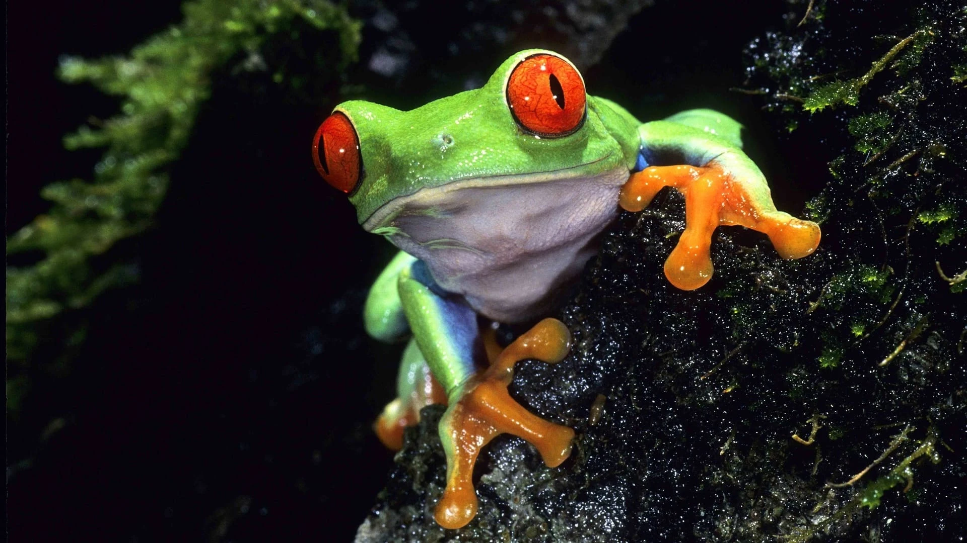 Foto de Life on Earth