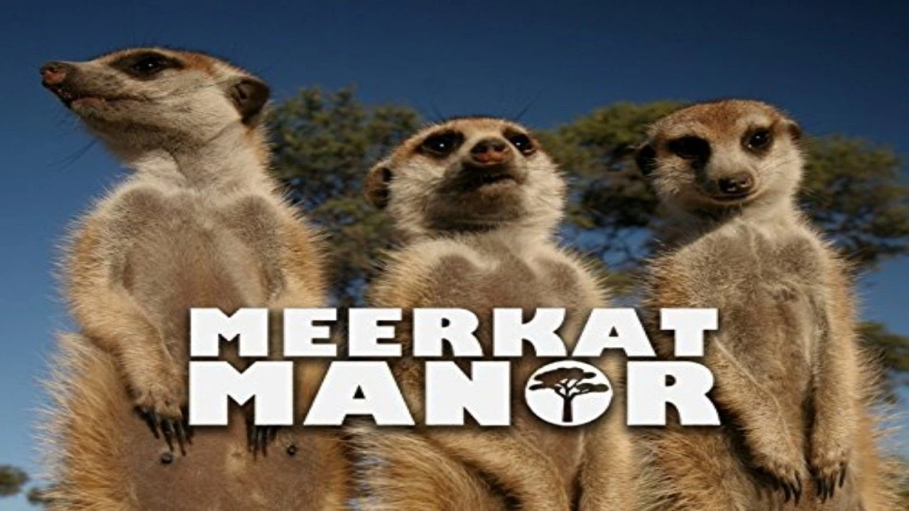 Foto de Meerkat Manor