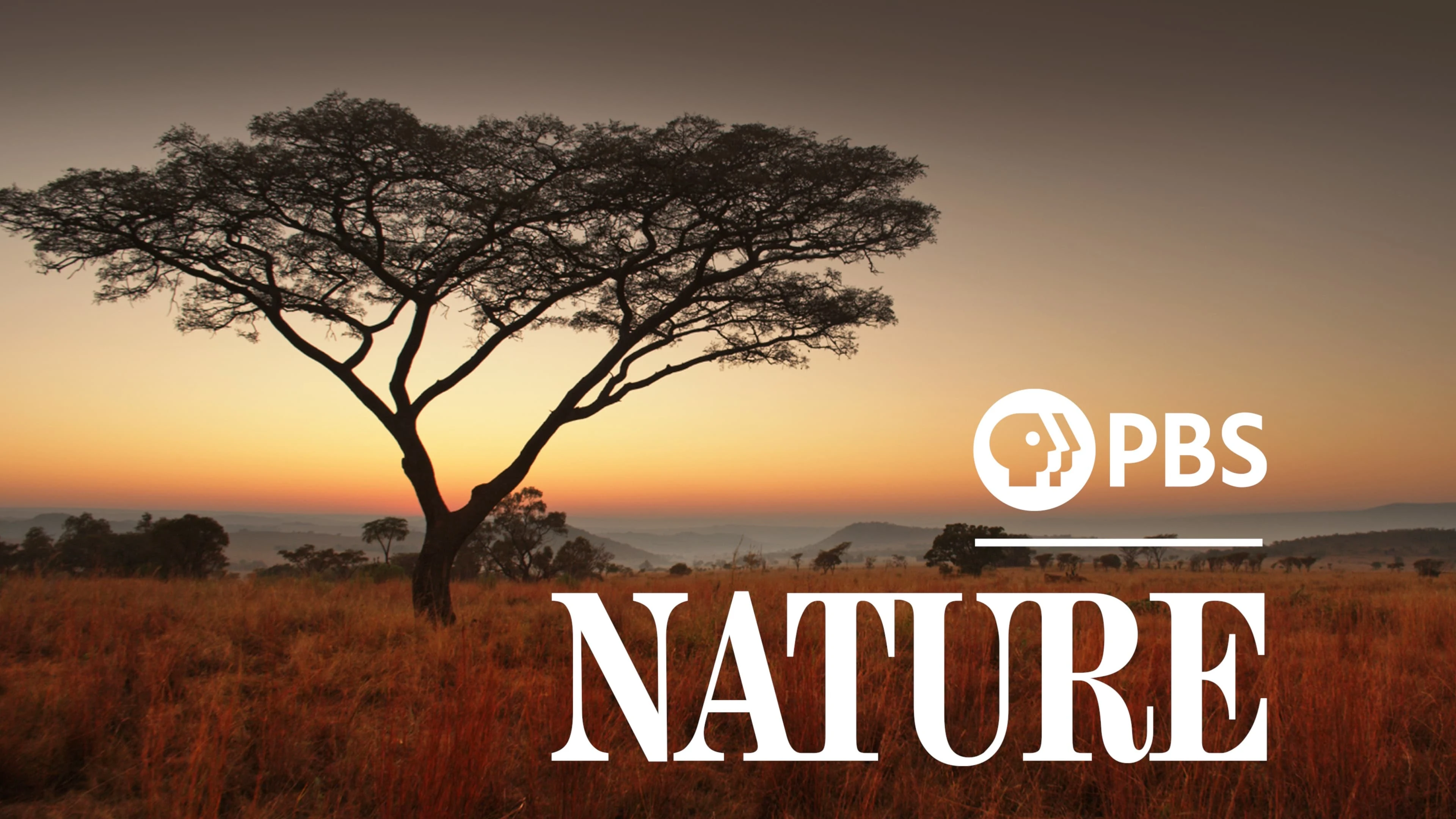 Foto de Nature