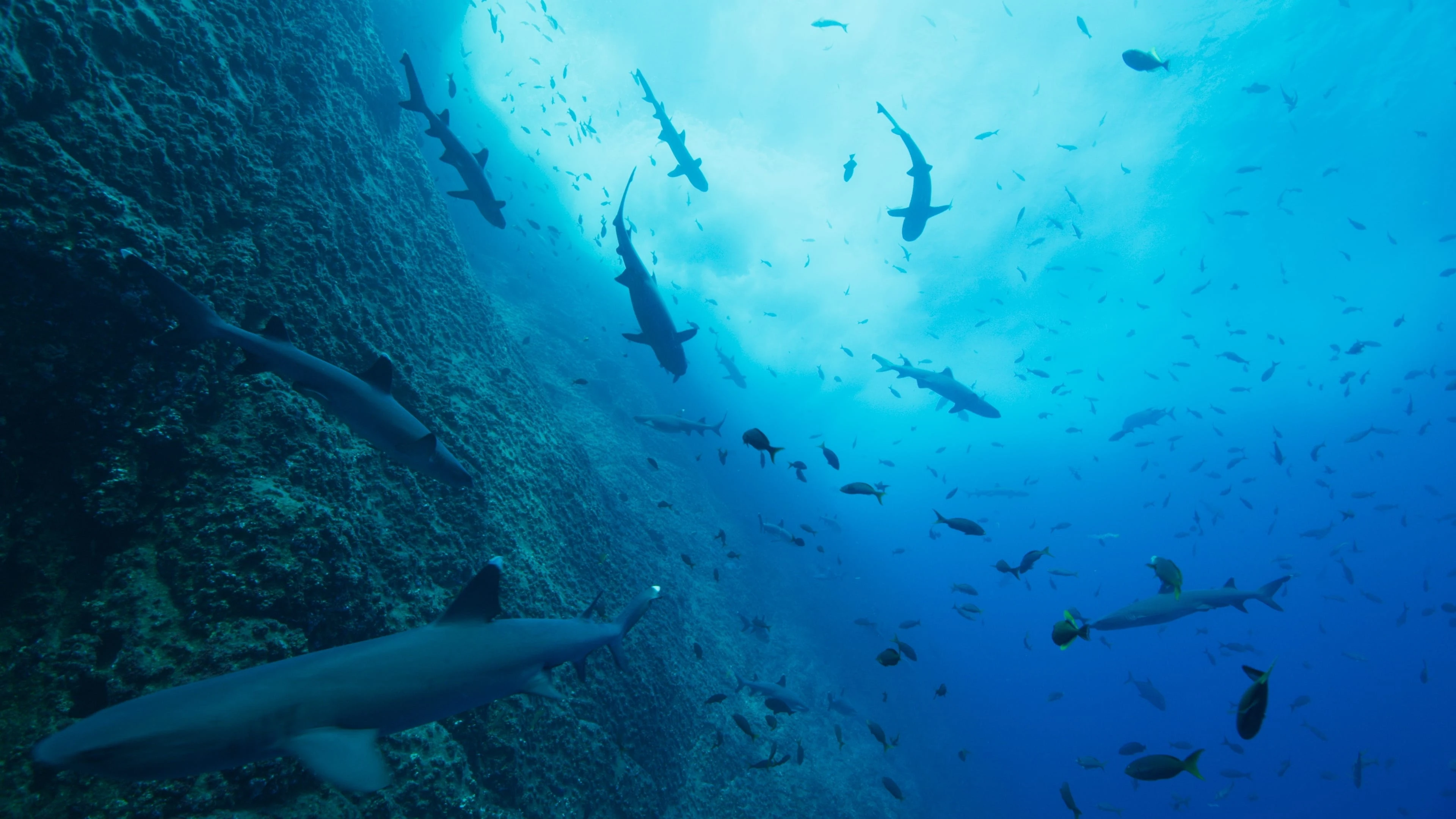 Foto de Our Oceans
