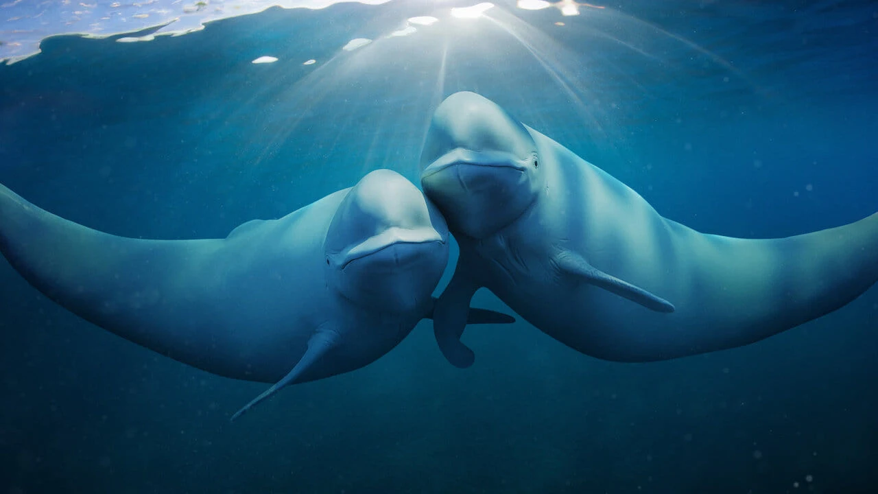 Foto de Our Oceans