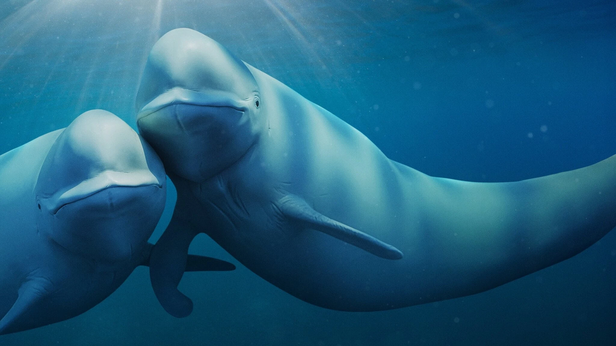Foto de Our Oceans