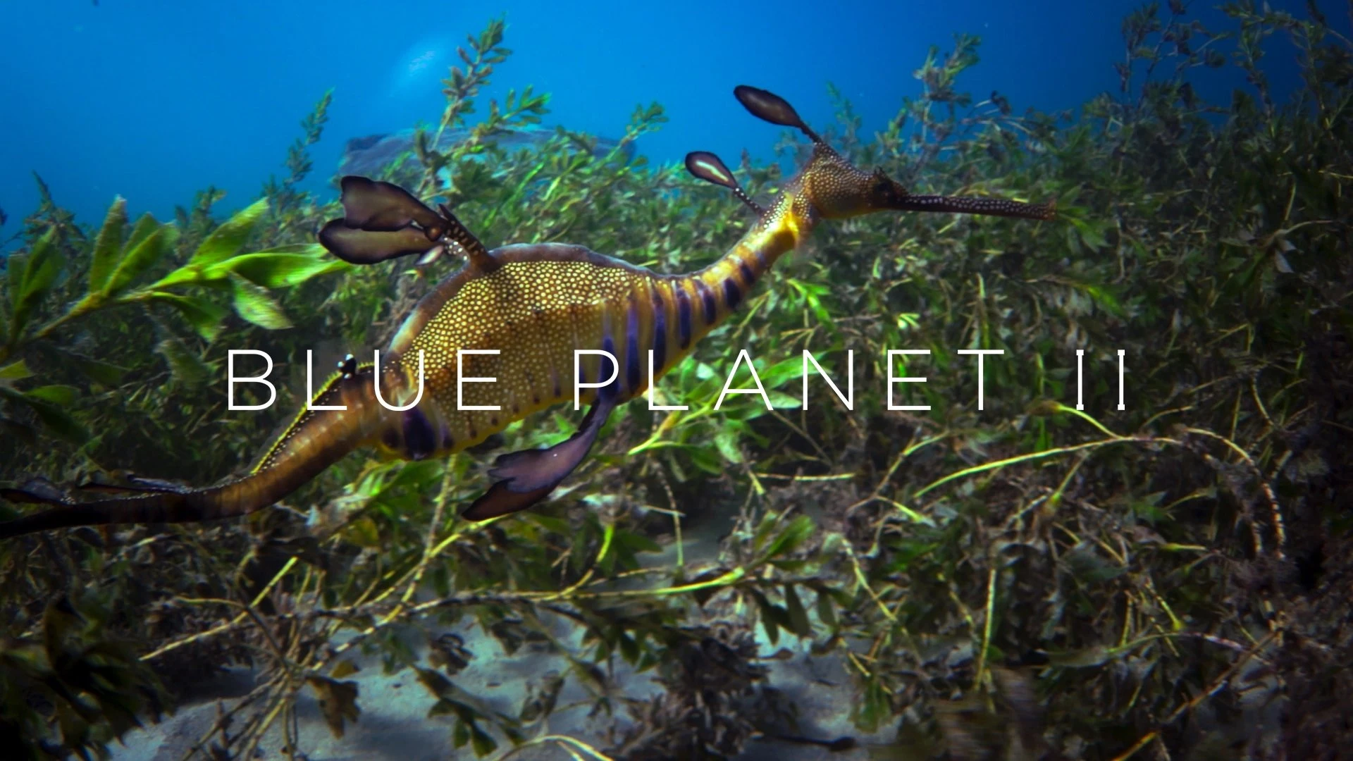 Foto de Blue Planet II