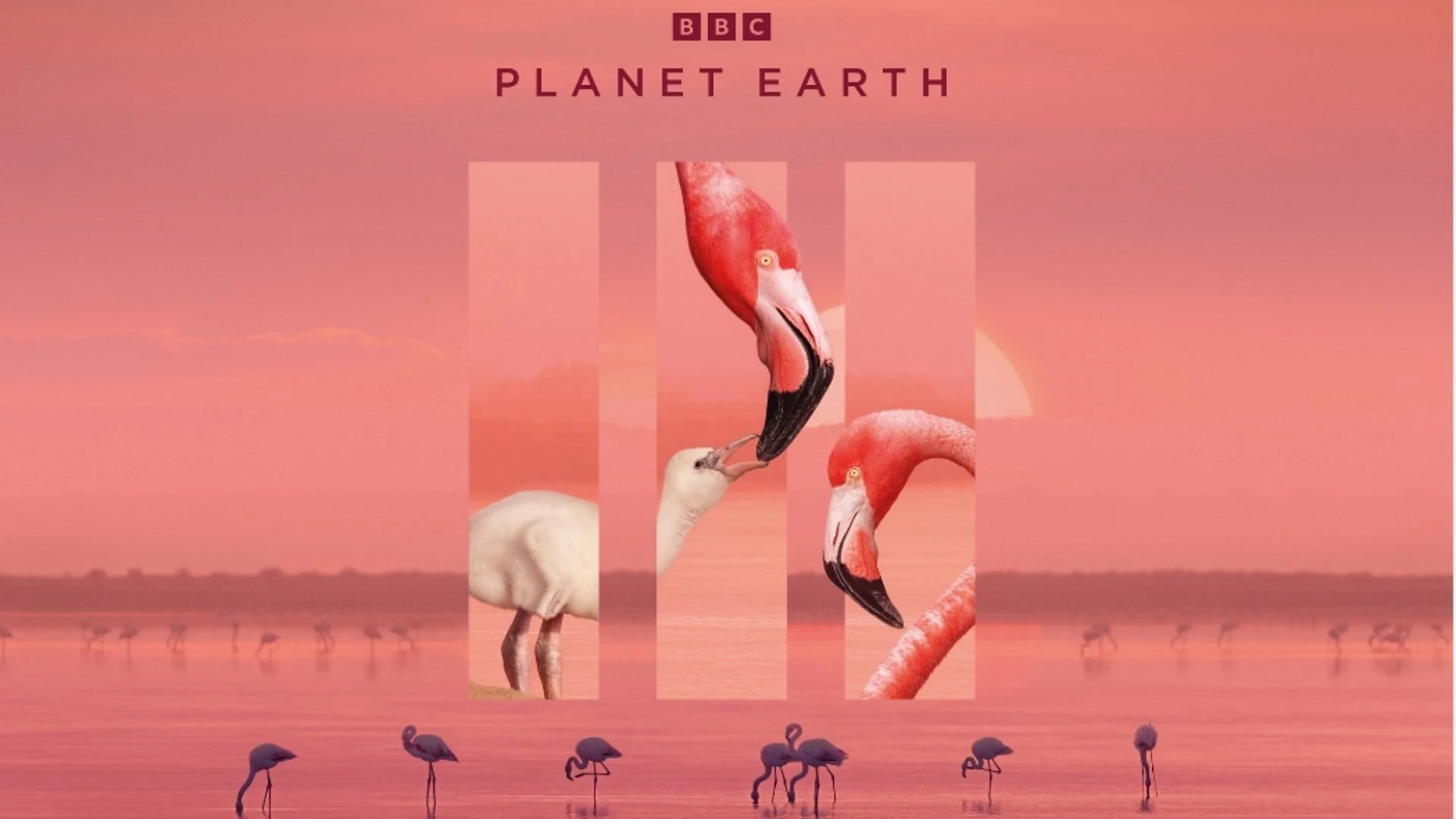 Foto de Planet Earth II