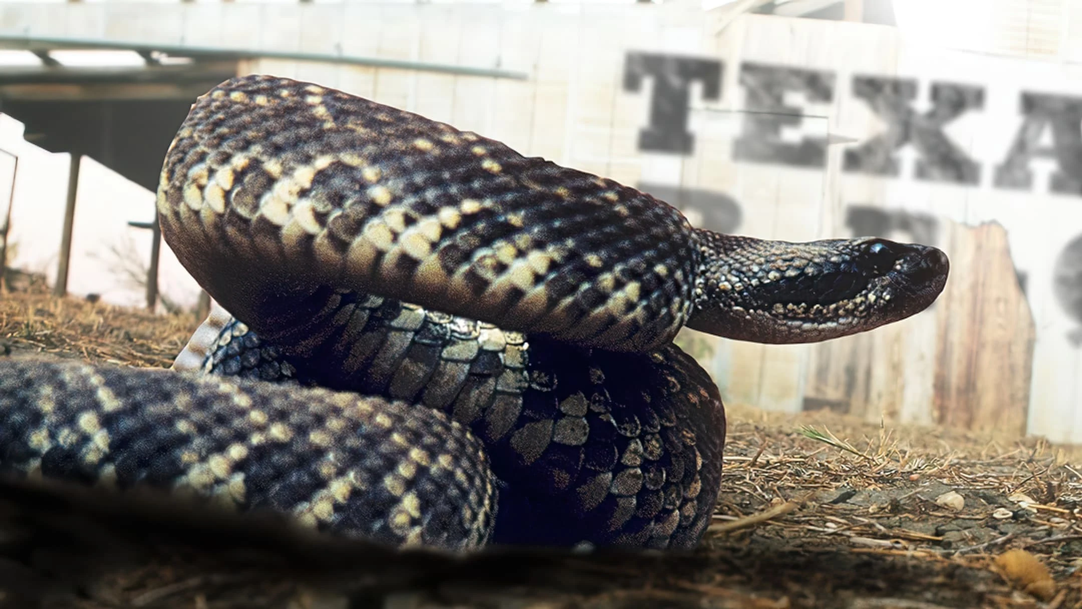 Foto de Rattlesnake Republic