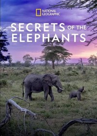 Serie Secrets of the Elephants