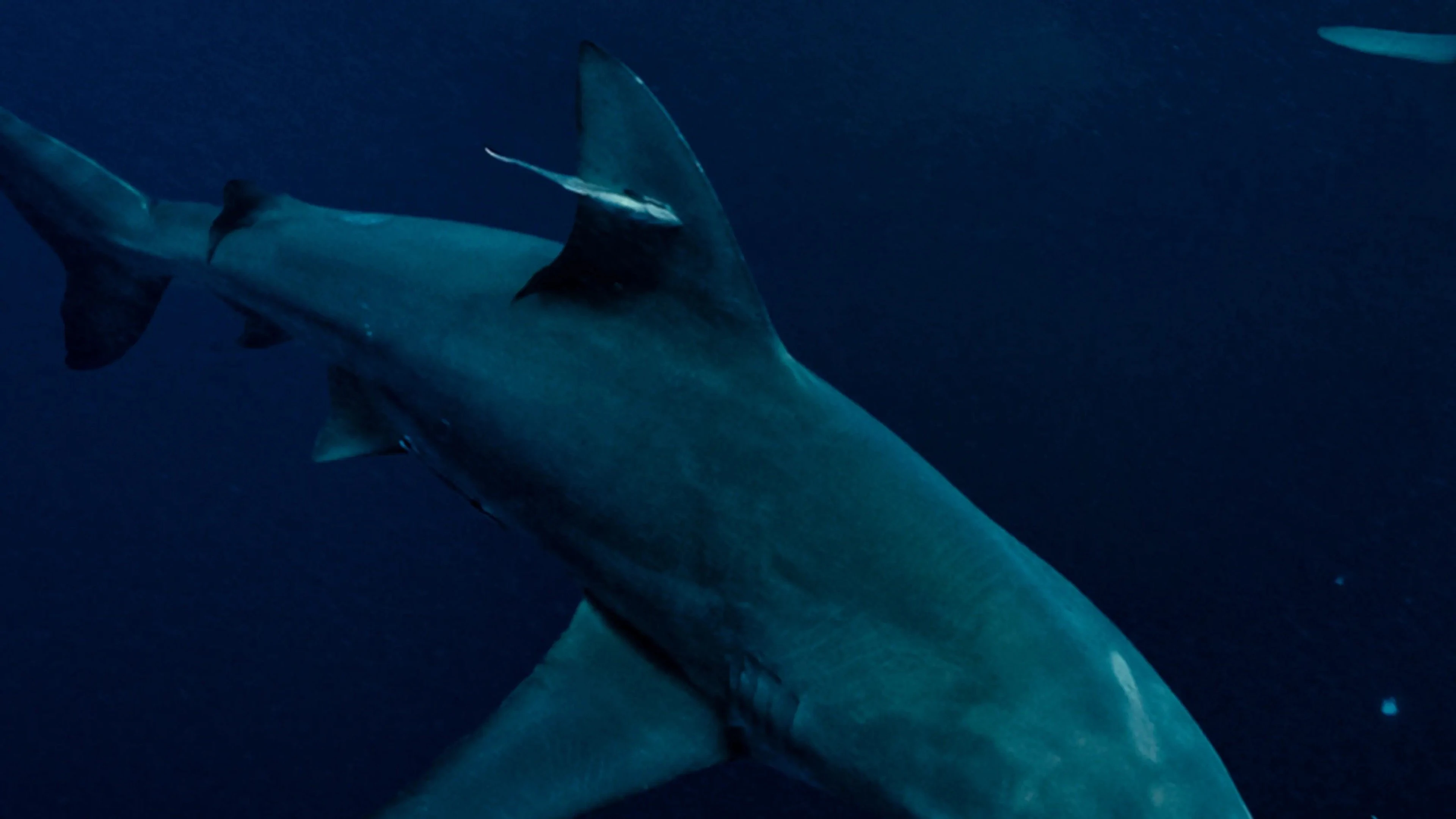 Foto de Super Shark Highway