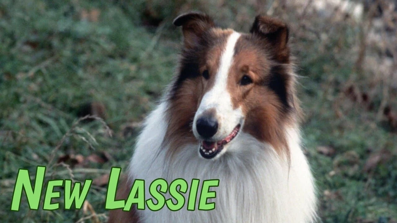 Foto de Lassie